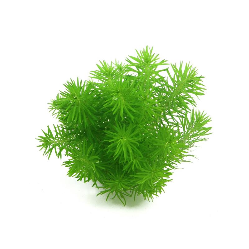 Planta acvariu Pogostemon deccanensis Erectus Tropica - imagine 5